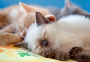 Sleeping cute little kittens